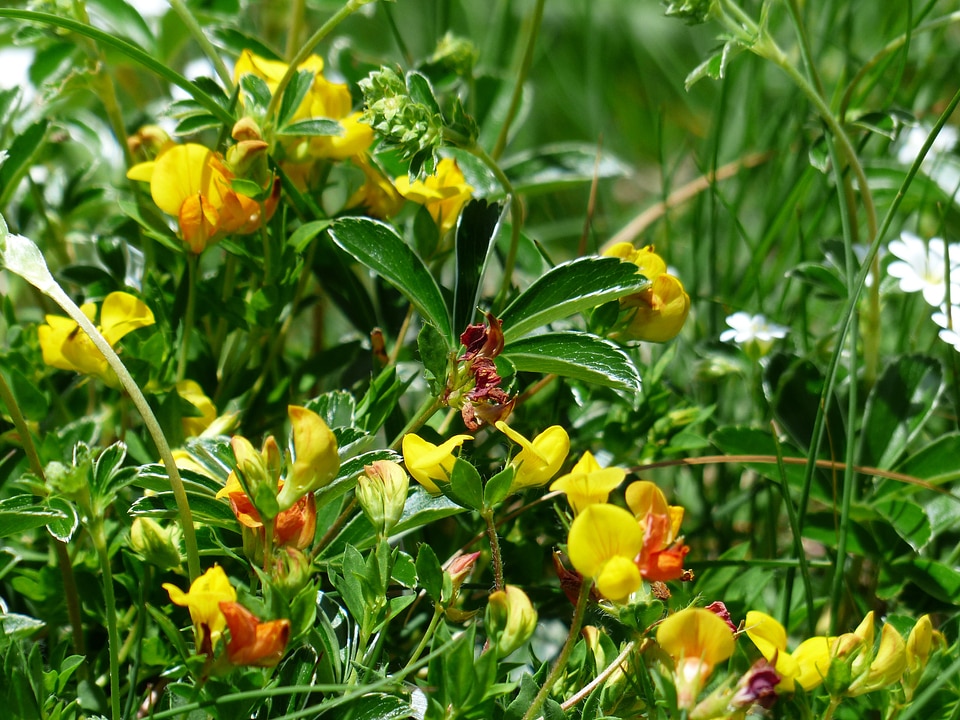 Bloom flower yellow