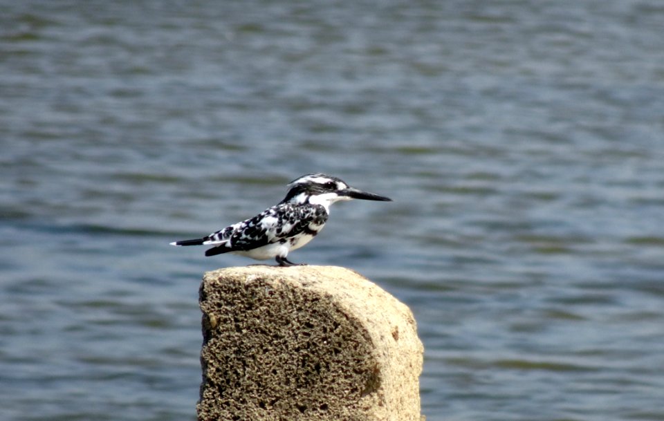 Bird Fauna Beak Water