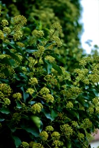Plant Flora Subshrub Herb
