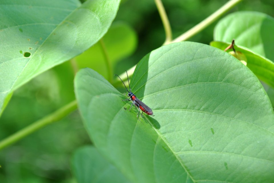 Insect Leaf Ecosystem Organism