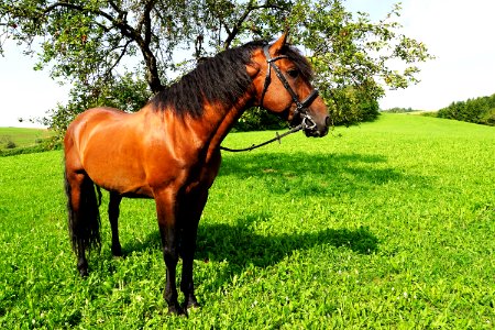 Horse Bridle Pasture Ecosystem photo