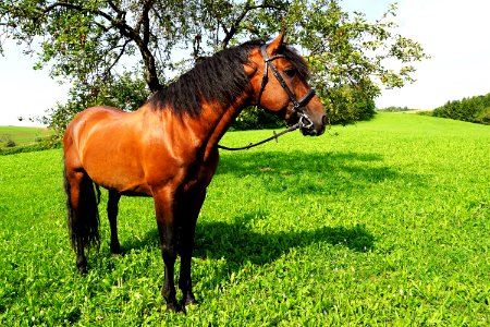 Horse Bridle Pasture Ecosystem