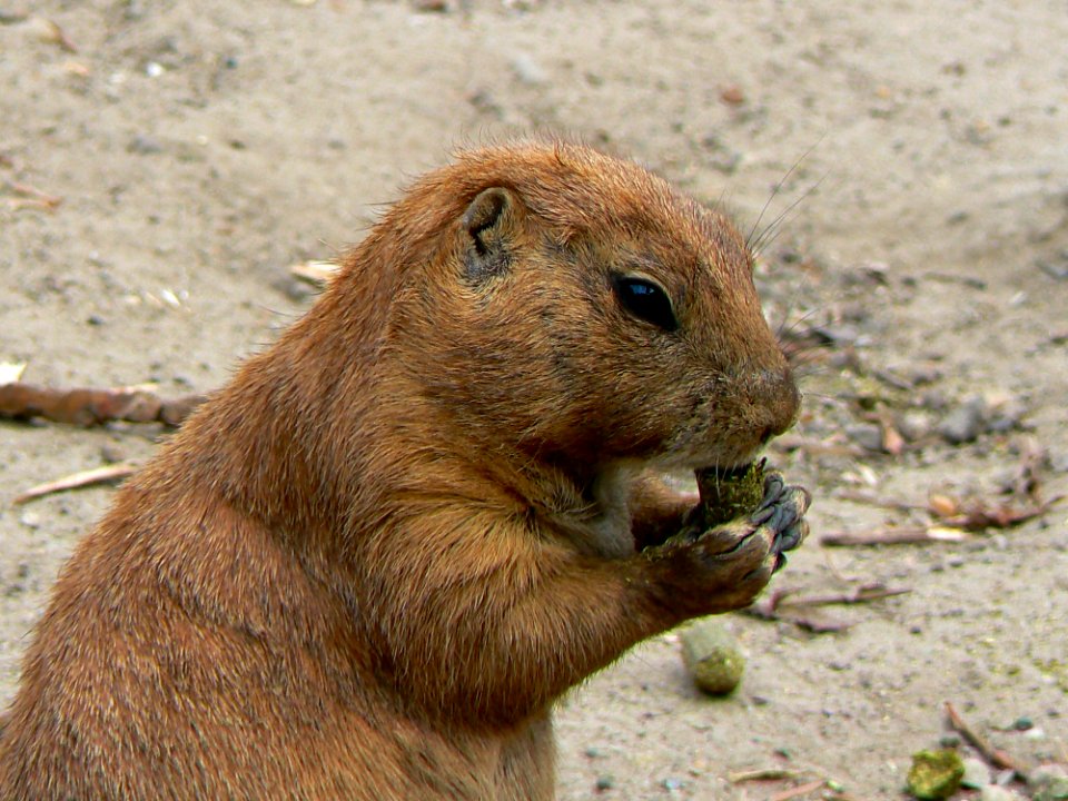 Mammal Fauna Prairie Dog Terrestrial Animal
