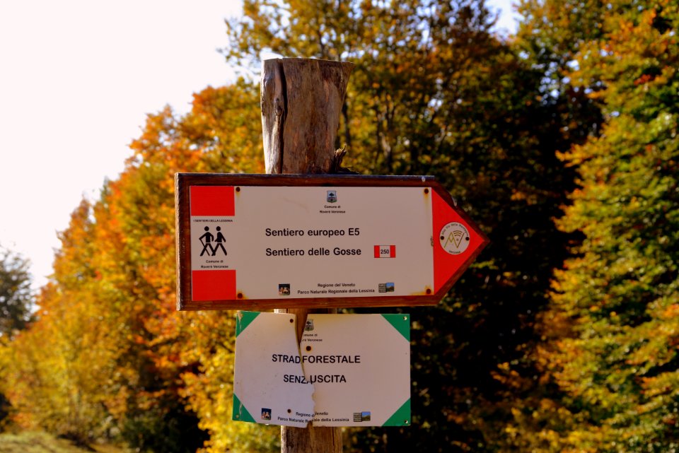 Nature Tree Signage Sign