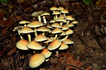 Fungus Mushroom Edible Mushroom Oyster Mushroom photo