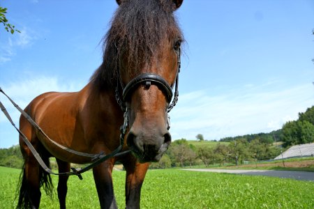 Horse Bridle Horse Harness Mane photo