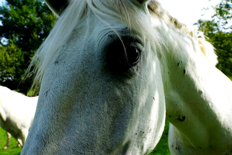 Horse Mane Fauna Horse Like Mammal