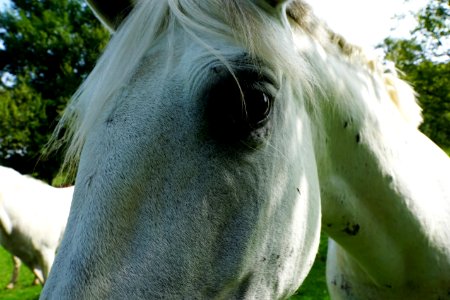 Horse Mane Fauna Horse Like Mammal