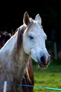 Horse Mane Fauna Horse Like Mammal photo