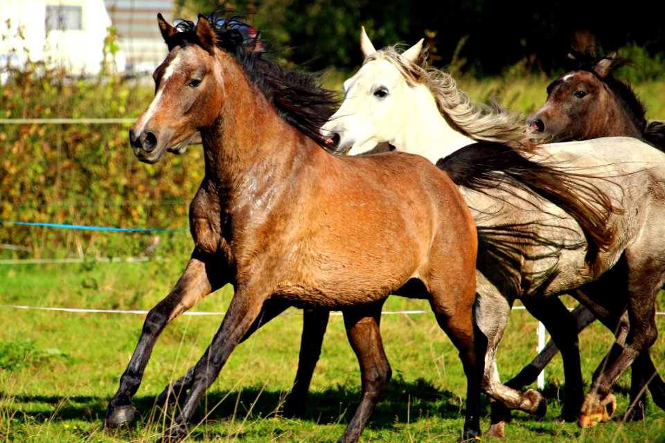 Horse Horse Like Mammal Mare Pasture