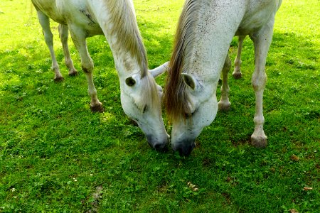 Pasture Grazing Grass Fauna photo