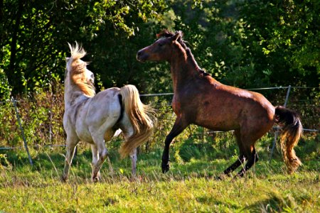 Horse Pasture Horse Like Mammal Mare photo