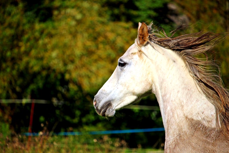 Horse Mane Horse Like Mammal Ecosystem photo