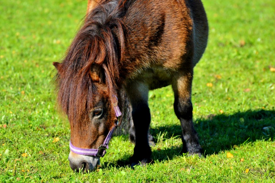 Grazing Pasture Horse Grass