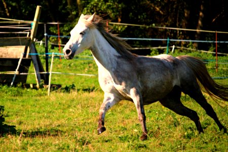 Horse Pasture Mane Mare