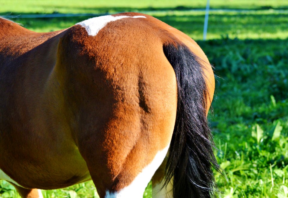 Grazing Grass Pasture Fauna