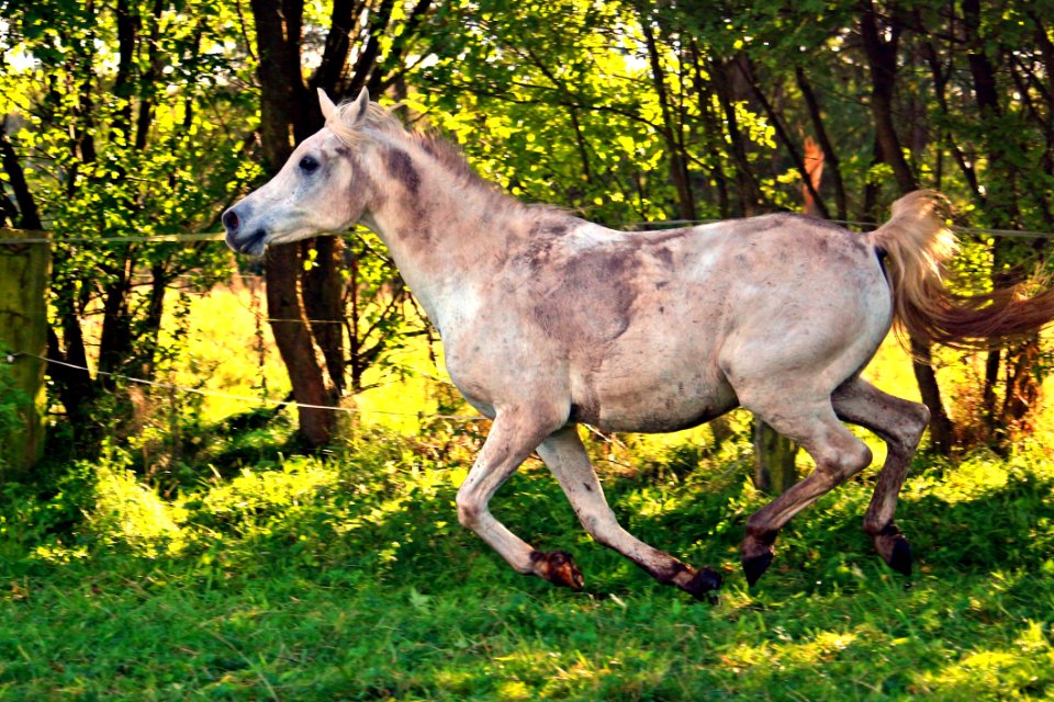 Horse Ecosystem Fauna Horse Like Mammal