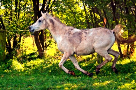 Horse Ecosystem Fauna Horse Like Mammal