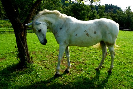 Horse Pasture Horse Like Mammal Ecosystem photo