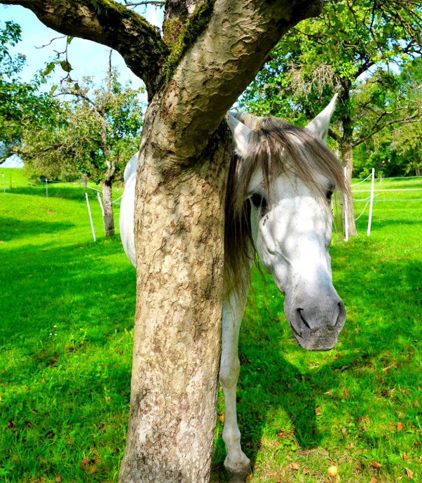Horse Tree Woody Plant Fauna