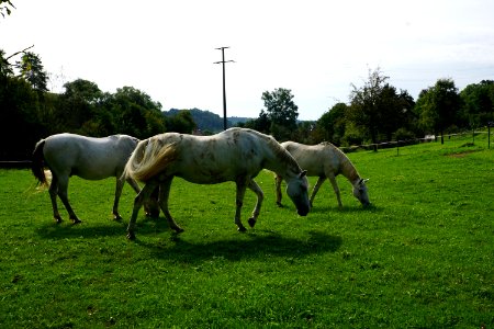 Horse Pasture Grassland Grazing photo