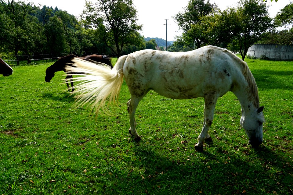 Horse Pasture Fauna Grass