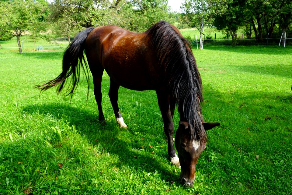 Horse Pasture Grazing Grass