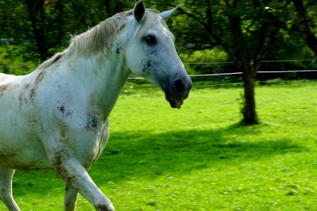 Horse Pasture Ecosystem Mane photo