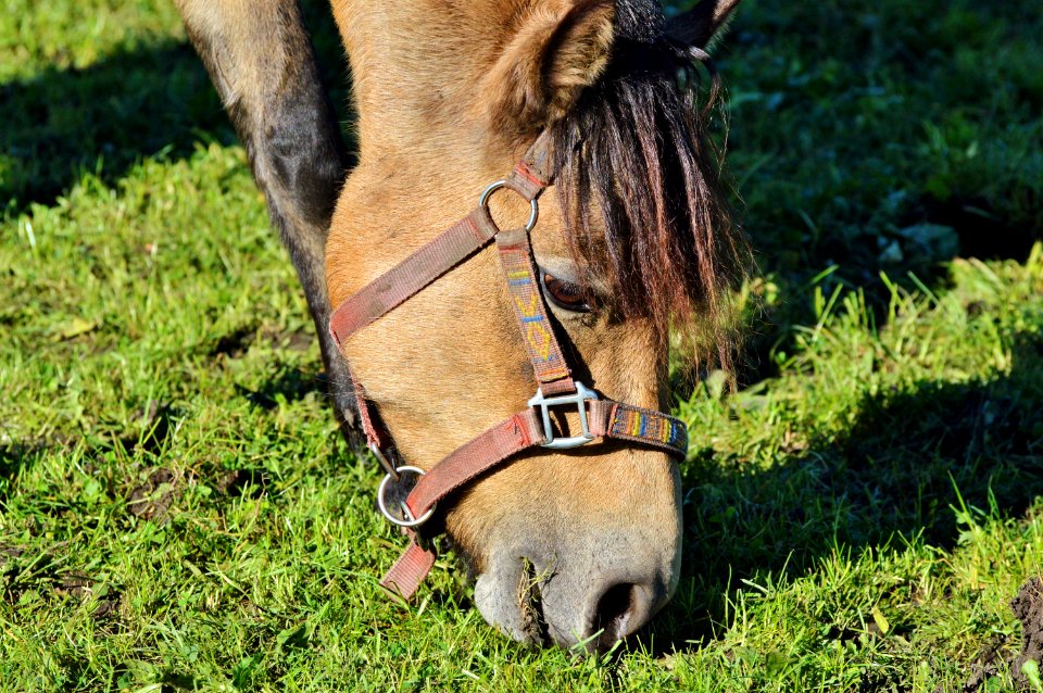 Bridle Horse Grass Fauna