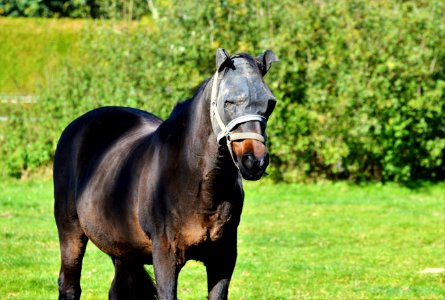 Horse Pasture Stallion Mare