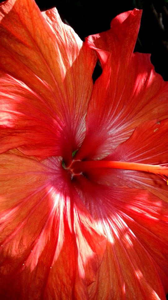 Flower Red Hibiscus Plant