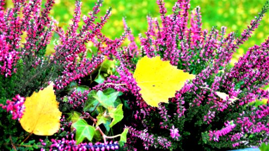 Plant Flower Flora Flowering Plant