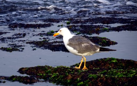 Bird Seabird Ecosystem Gull photo