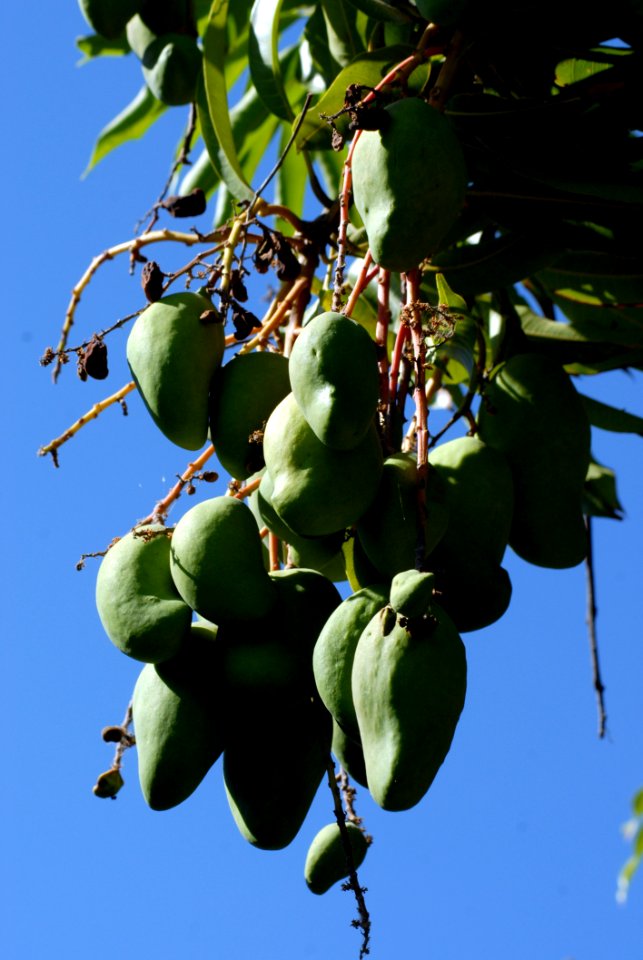 Fruit Tree Tree Fruit Plant