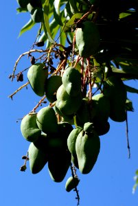 Fruit Tree Tree Fruit Plant