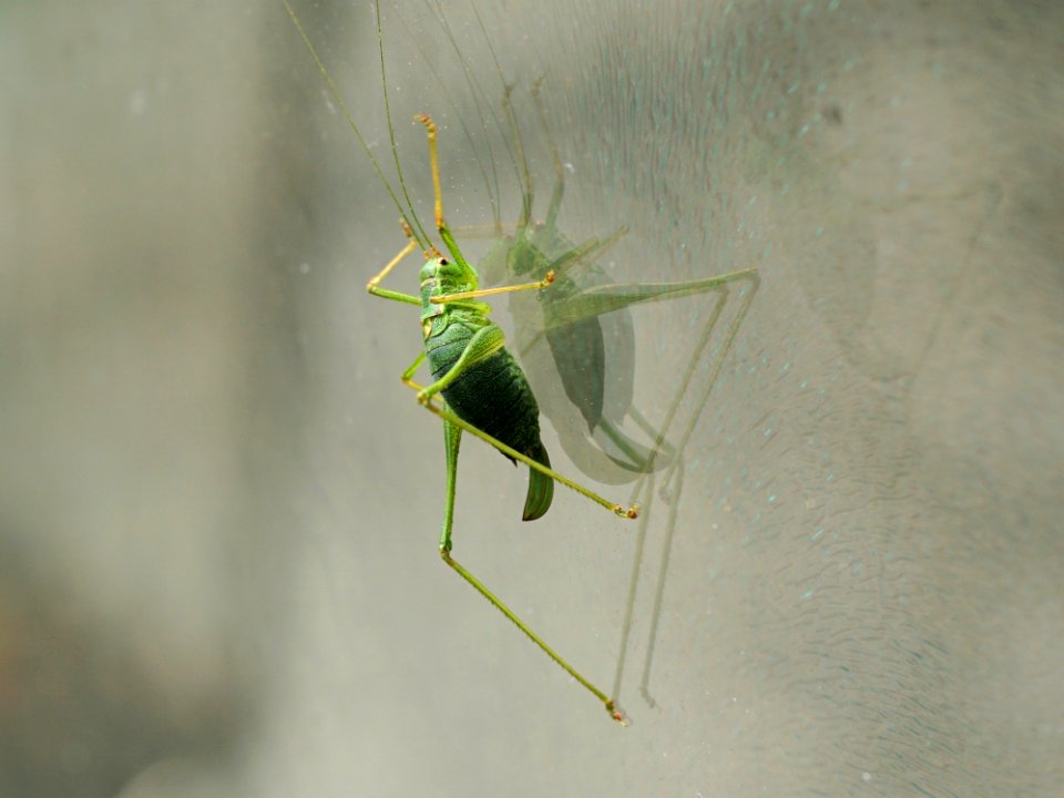 Insect Invertebrate Fauna Macro Photography