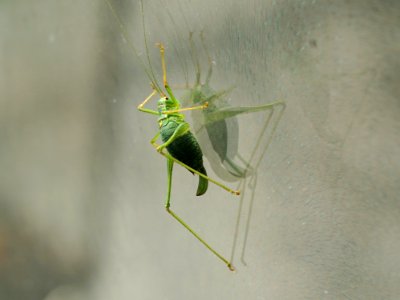 Insect Invertebrate Fauna Macro Photography photo