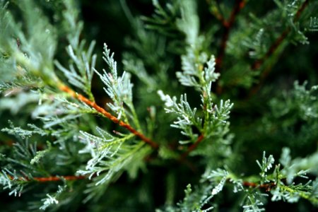 Branch Tree Conifer Pine Family photo