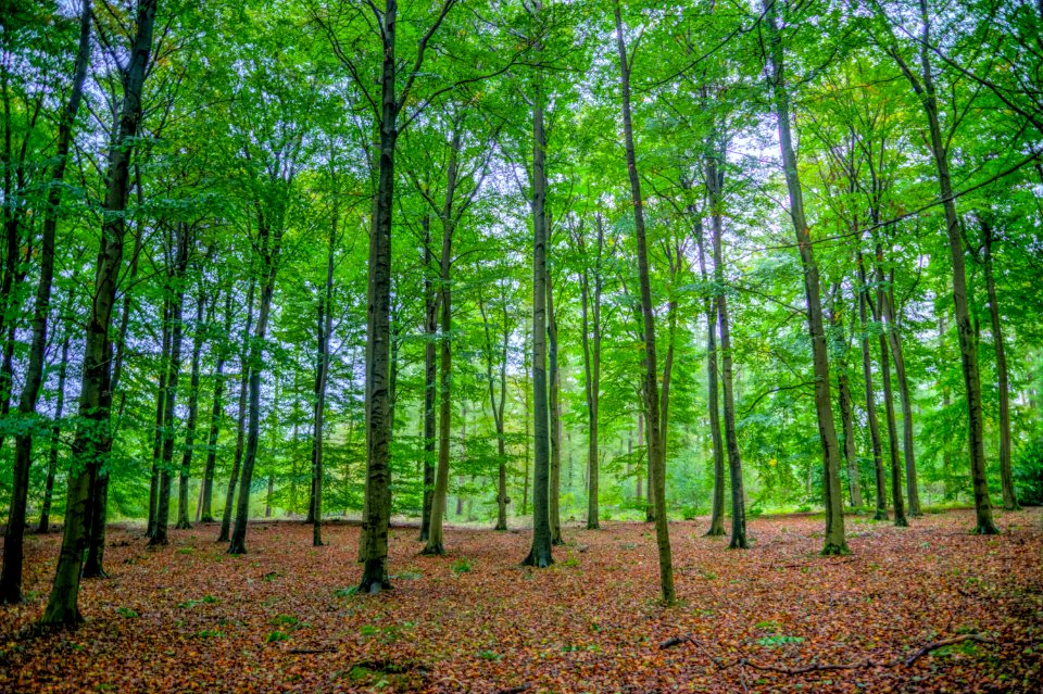 Woodland Forest Ecosystem Nature