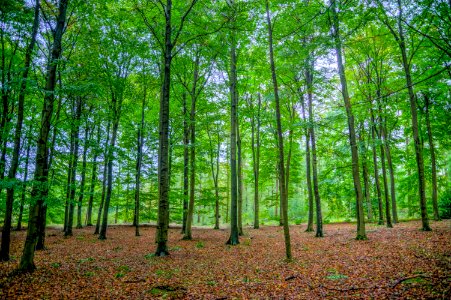 Woodland Forest Ecosystem Nature