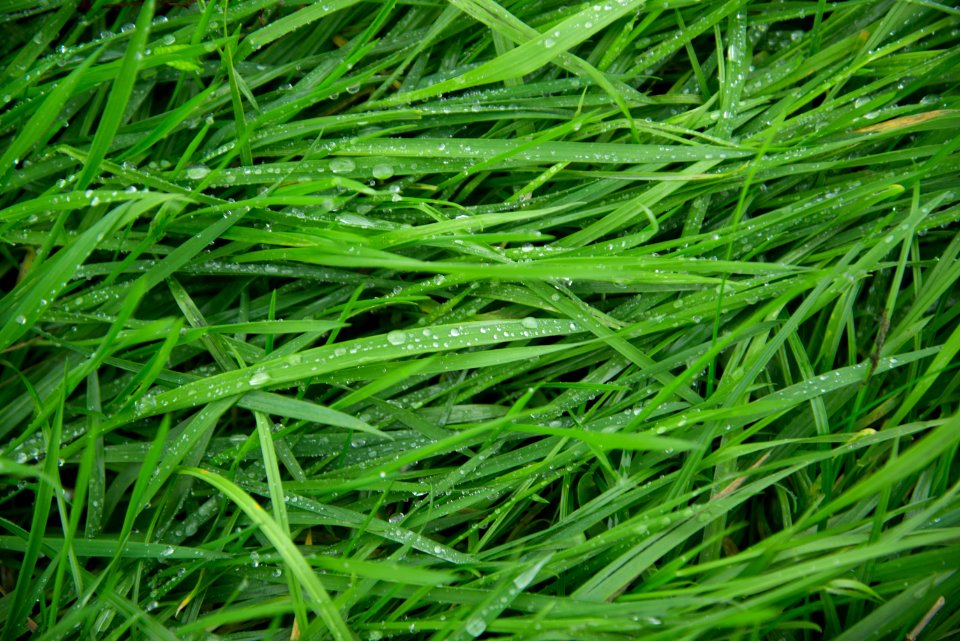 Grass Grass Family Sweet Grass Moisture