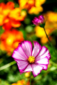 Flower Garden Cosmos Flora Yellow photo