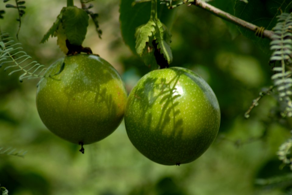 Fruit Citrus Fruit Tree Produce