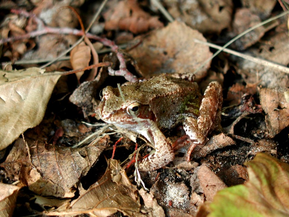 Toad Amphibian Frog Fauna