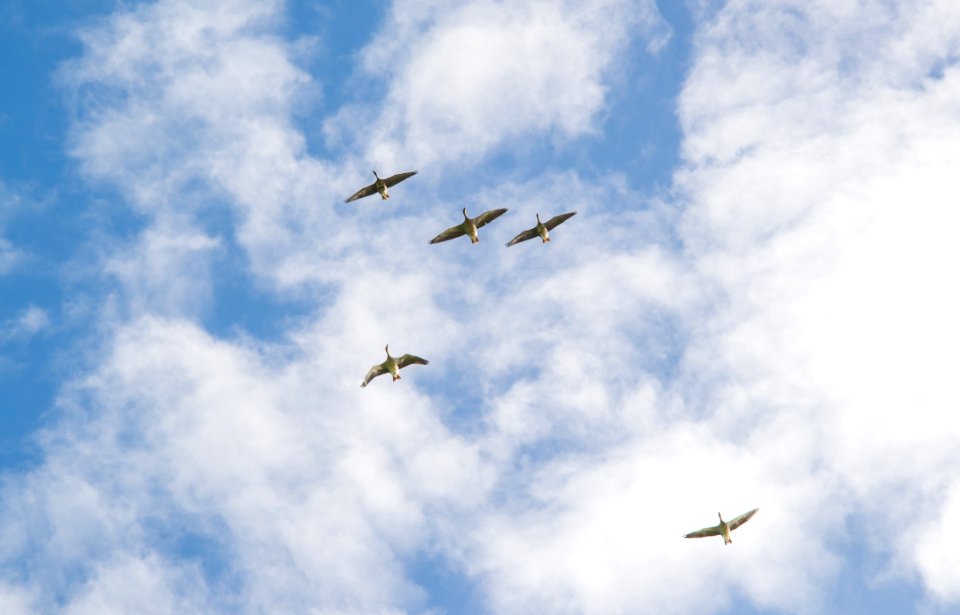 Sky Flight Aviation Cloud