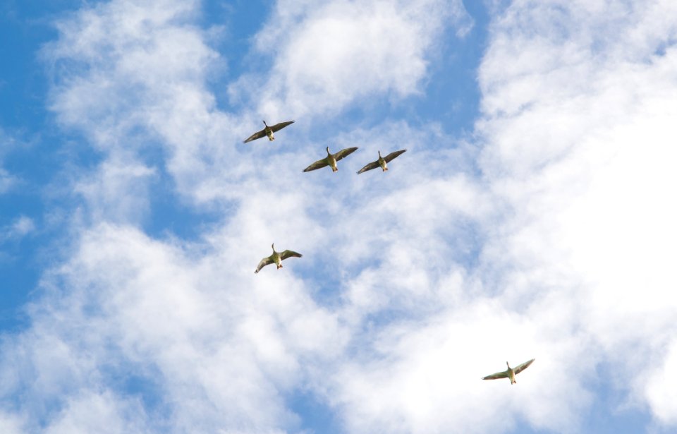 Sky Flight Aviation Cloud photo