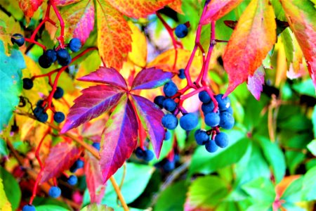 Leaf Autumn Plant Grapevine Family