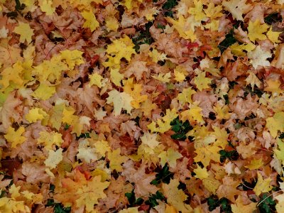 Yellow Leaf Autumn Deciduous