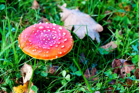 Mushroom Fungus Agaric Edible Mushroom photo