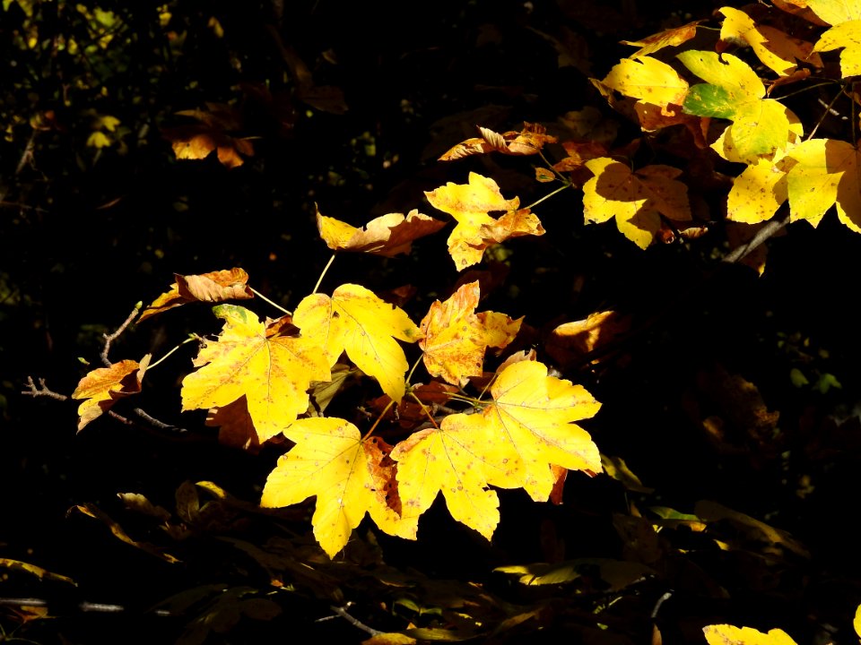 Leaf Yellow Flora Plant photo